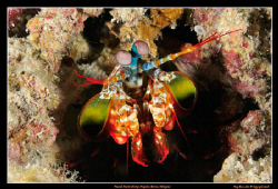 Peacock Mantis Shrimp at Kapalai House Reef, Malaysia. 
... by Kay Burn Lim 